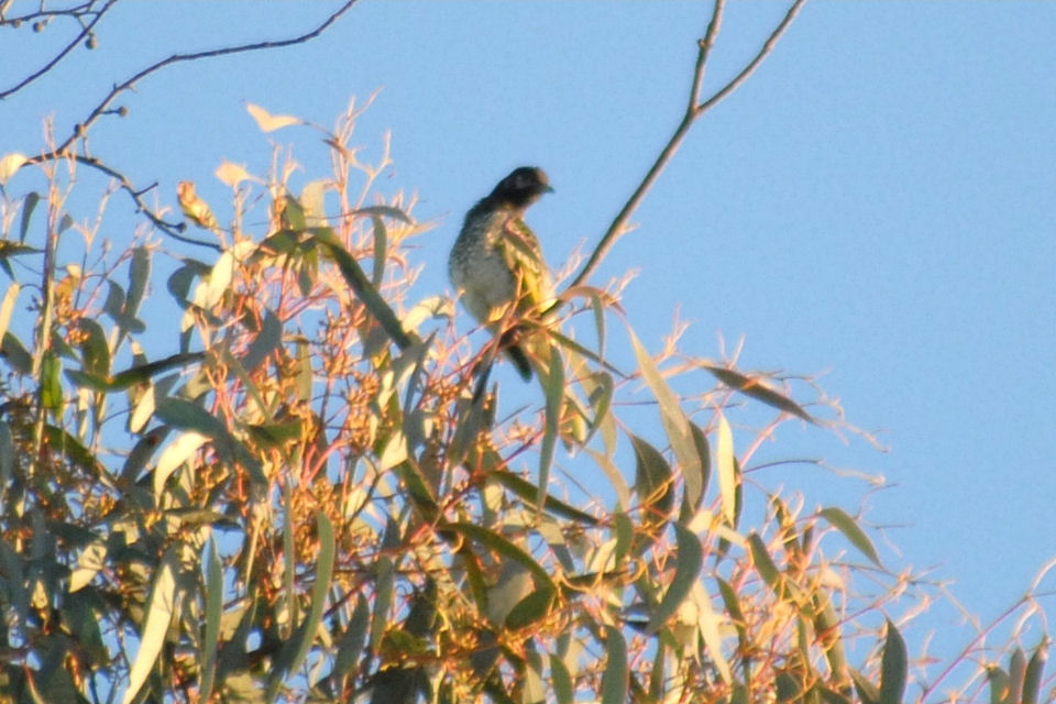 Regent Honeyeater (Anthochaera phrygia)